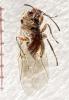 Andricus quercuscalicis